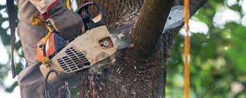 Best Arborist Consultation Services  in Winnsboro, TX