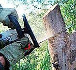 Best Tree Risk Assessment  in Winnsboro, TX