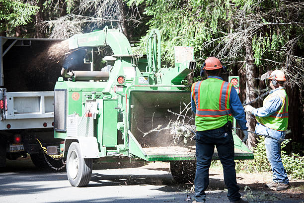Best Tree Disease Treatment  in Winnsboro, TX