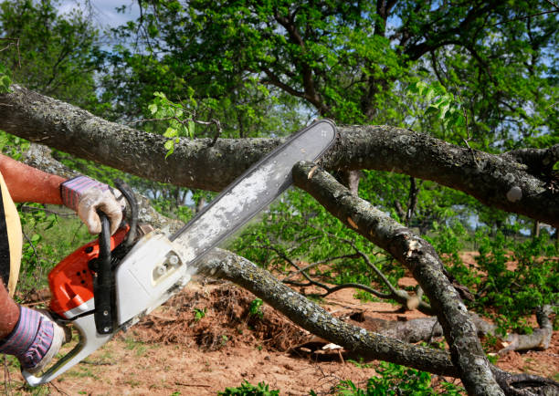 Best Tree and Shrub Care  in Winnsboro, TX